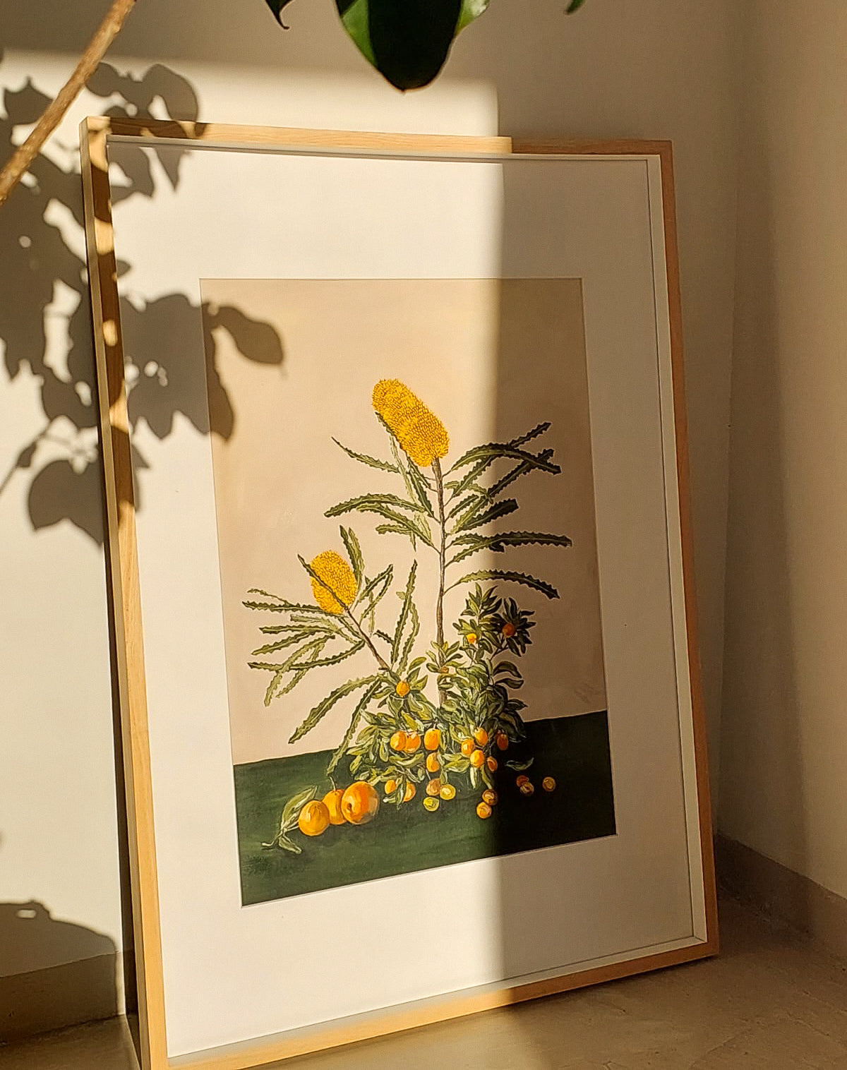 'Banksia' Art Print